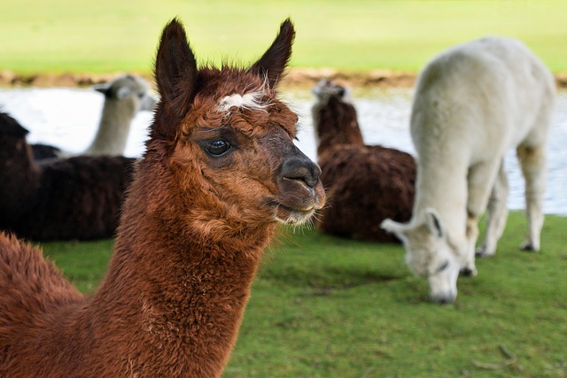 alpaca