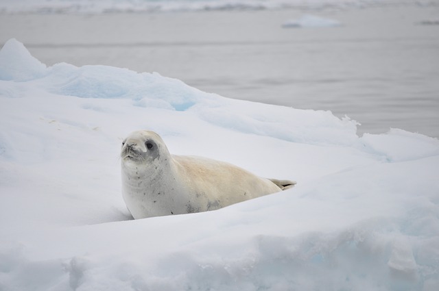 seals