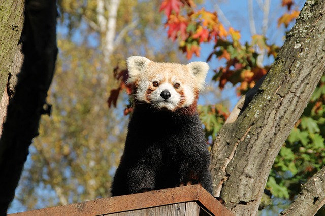 lesser panda