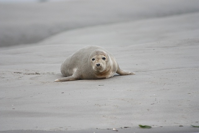 seals