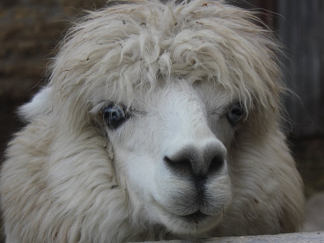 alpaca