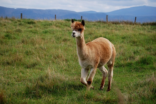 alpaca