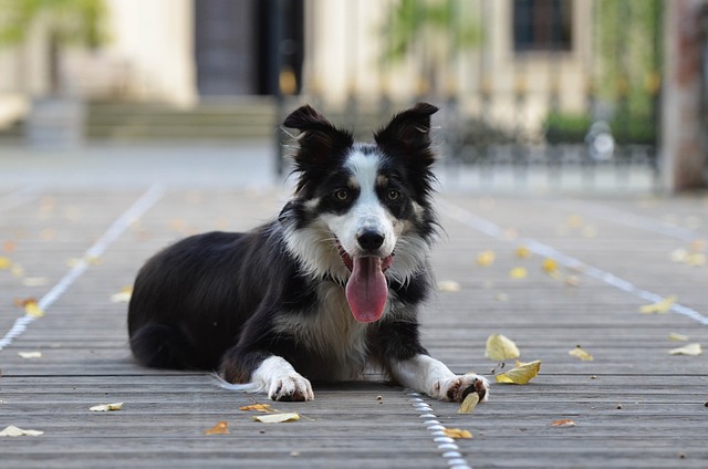 border collie