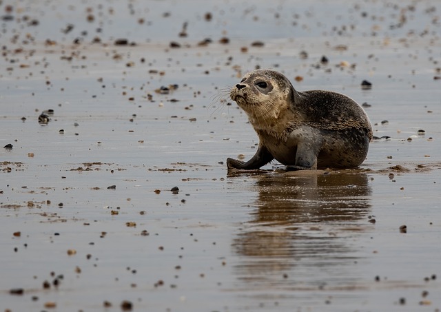 Seals