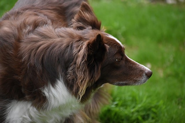 border collie