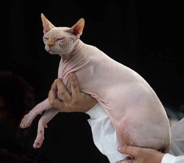 sphynx