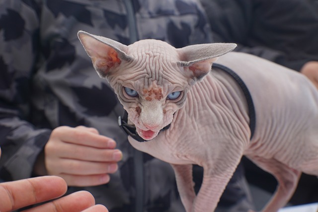 sphynx