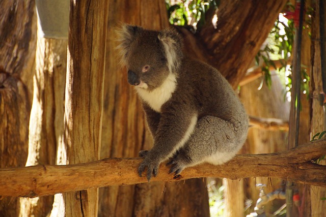 koala