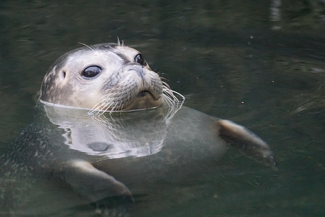 seals