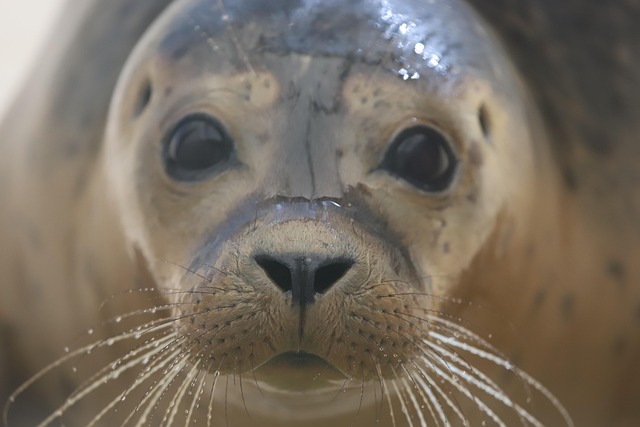 seals