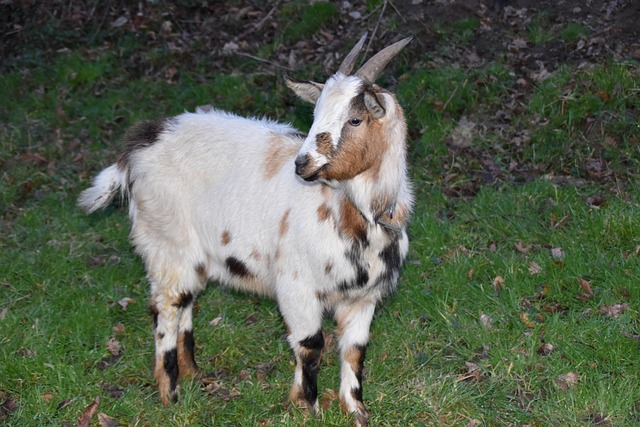 goats