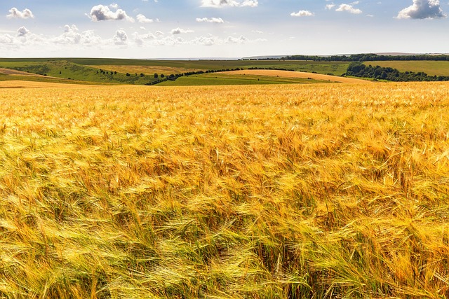 agriculture