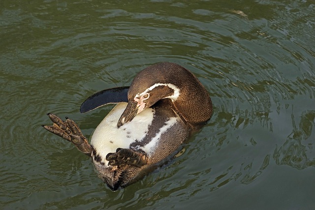 penguins