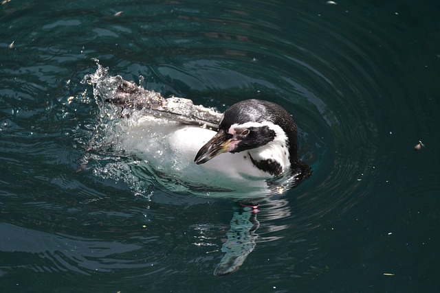 penguins
