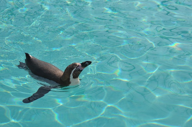 penguins