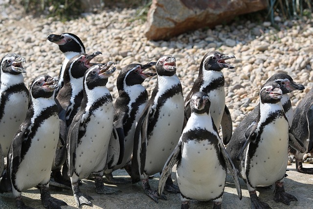 penguins