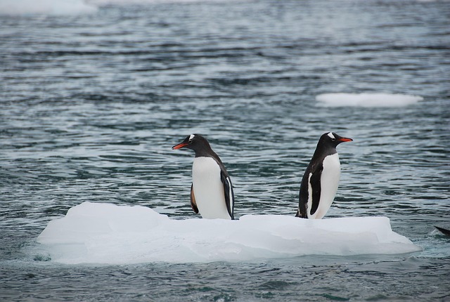 penguins