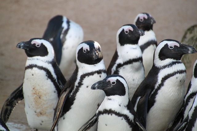 penguins
