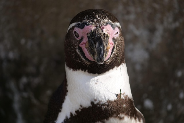 penguins