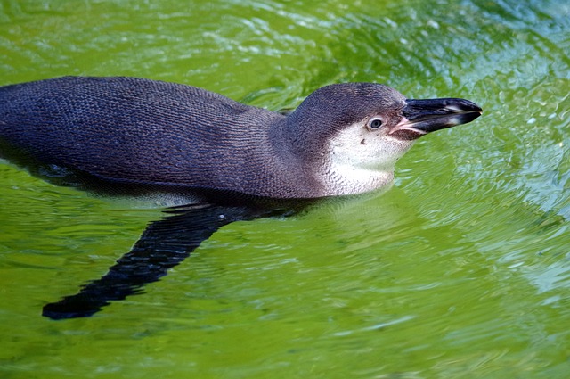 penguins