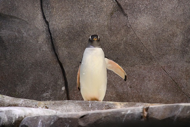 penguins