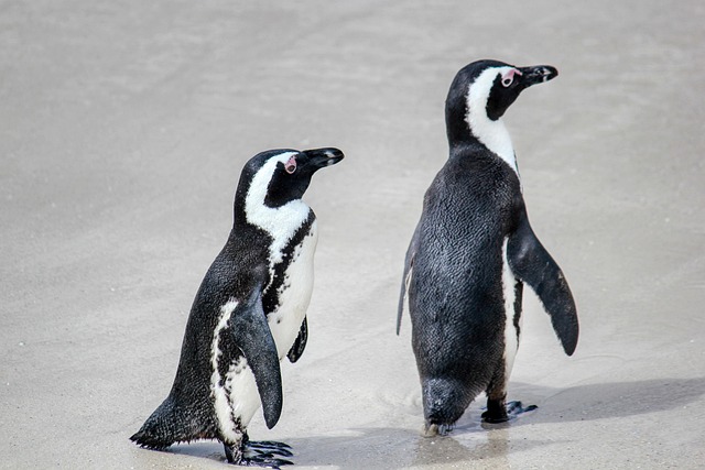 penguins