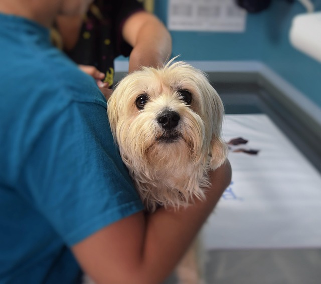 veterinary