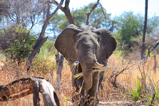 african elephant