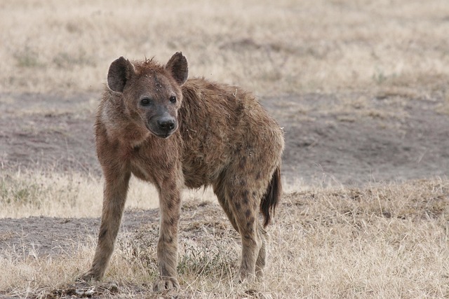 hyena