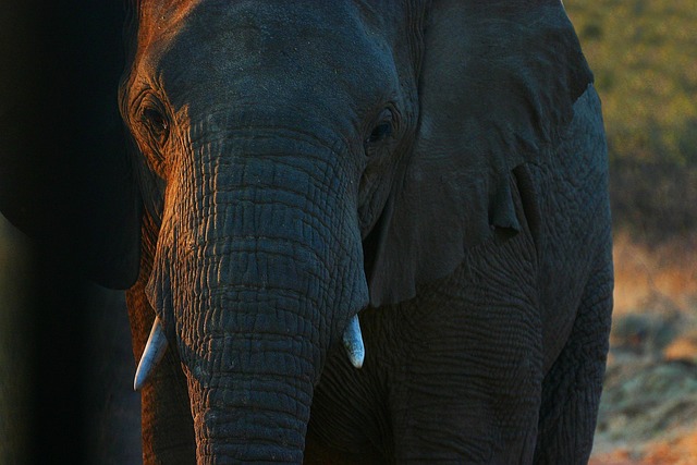 elephant