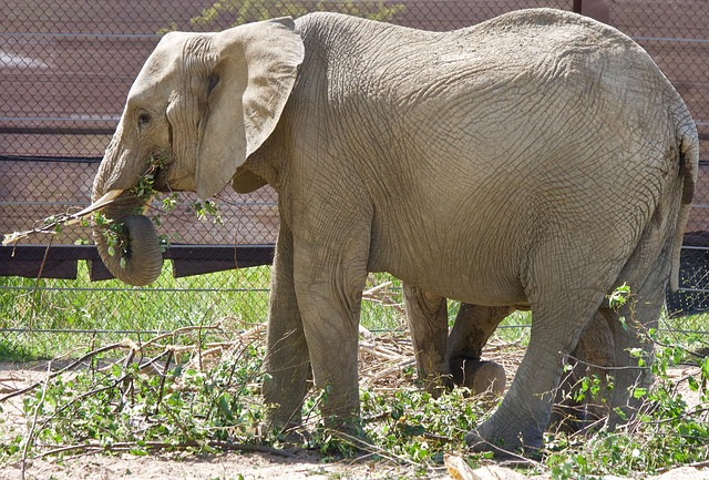 african elephant