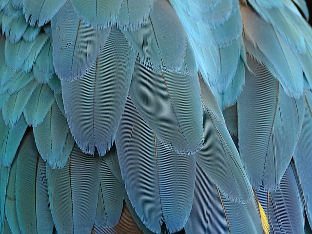 birds
