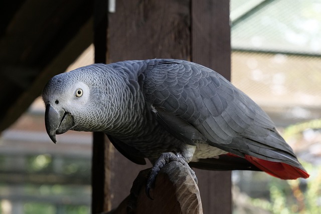 parrots