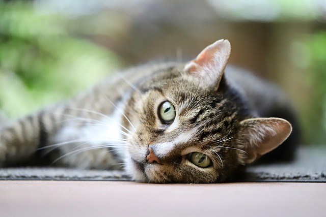 pet