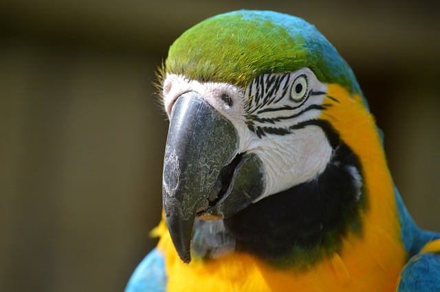 parrots