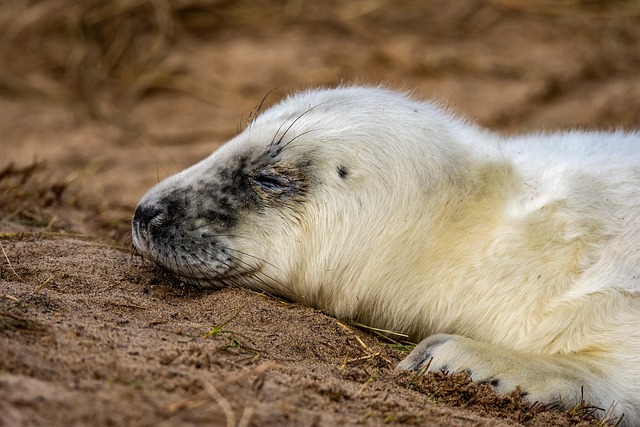 seals